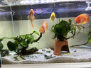 JCZS德國品牌硝化細(xì)菌魚缸專用凈水劑膠囊養(yǎng)魚水質(zhì)凈化消化培養(yǎng)菌分解 凈水培菌30粒裝 曬單實拍圖