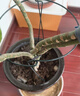九千谷植物支撐架園藝花架陽(yáng)臺花園繡球月季爬藤 半圓20*35CM 3對裝6393 曬單實(shí)拍圖
