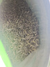茗然2025新茶雨前茶葉碧螺春綠茶春茶高山云霧茶濃香型散裝茶葉自己喝 一斤 碧螺春 250g*2袋 -新客購(gòu)買多 曬單實(shí)拍圖