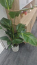 植男植女天堂鳥(niǎo)盆栽客廳室內(nèi)好養(yǎng)大型落地真綠植辦公室大葉植物源頭直發(fā) 曬單實(shí)拍圖