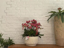 Only you【兩小時達】蝴蝶蘭帶花苞花劍花盆真花蘭花盆栽開業(yè)中秋節(jié)禮物 6株紫色（瓷盆隨機） 曬單實拍圖