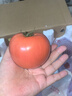 京鮮生沙瓤粉西紅柿 凈重3斤 單果100g+果菜兩吃 源頭直發(fā) 【搜生鮮館】 曬單實(shí)拍圖