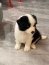 朵蔓純種邊牧幼犬隕石邊境牧羊犬黑白邊牧三通七白金邊牧高智商寵物狗 血統級 黑白邊牧 公 曬單實(shí)拍圖