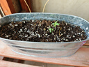 IAM City Farmer盆栽黃瓜DIY趣味兒童種植盆栽可食用植物觀察幼兒園綠植種子10099 曬單實(shí)拍圖
