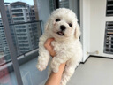 寵六福純種比熊幼犬小型犬寵物狗狗活體小狗活物幼崽 寵物級 公 曬單實(shí)拍圖