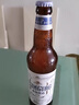 青島啤酒（TsingTao）全麥白啤 原麥汁濃度10°P  500ml*12瓶 整箱裝 七夕節(jié)送禮 曬單實拍圖