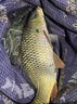 金龍 魚(yú)餌野釣窩料五谷雜糧底窩鯽魚(yú)鯉魚(yú)草魚(yú)青魚(yú)水庫重窩巨物打窩料 巨物霸·餌（2包） 曬單實(shí)拍圖