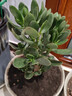 邇英閣大葉玉樹(shù)老樁盆栽多肉植物燕子掌室內防輻射四季好養綠植凈 玉樹(shù)8-9年苗一顆【良心大苗】 原土（不含盆）15-25CM不等 曬單實(shí)拍圖