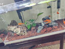 瘋狂水草青龍石假山石魚缸造景石材魚缸石頭觀賞石景觀石擺件天然原石頭 曬單實拍圖