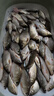 川澤伊豆綁好子線雙鉤成品魚鉤套裝金海夕仕掛鯽鯉魚翹嘴小魚鉤鳊魚鉤 伊豆45cm【鉤2線0.8+鉤3線1.0】 各10付【共20付盒裝】 曬單實拍圖