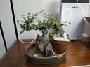 300天花期福建茶老樁盆栽造型好養室內辦公桌面植物中式禪意盆景 飄枝福建茶+基地原盆 曬單實(shí)拍圖