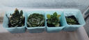 多肉植物精選圖片品種發(fā)貨照圖辦公室室內陽臺桌面圖片品種指定品 蒂亞+青蘋果+吉娃娃+昂斯諾+盆土 曬單實拍圖