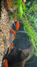 瘋狂水草神仙魚活體七彩燕魚熱帶觀賞魚淡水水族寵物熱帶耐活魚苗小型 劃算價3cm精品神仙魚3+1 A款 曬單實拍圖