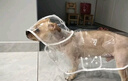 曇蓓漫狗狗雨衣中小型犬雨披柴犬柯基泰迪雨衣寵物用品可栓繩下雨天遛狗 【斗篷式狗狗雨衣-透明白邊】 XL 丨建議15-22斤 EVA材質(zhì)/健康防水/透氣舒適 曬單實(shí)拍圖