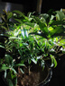 萬(wàn)田沃四季桂花樹(shù)苗盆栽嫁接矮化老樁盆景大植物開(kāi)花濃香室內外陽(yáng)臺庭院 原生金桂2公分粗度1.2米高度 其他 曬單實(shí)拍圖
