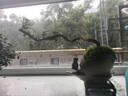 【清香木盆景】飄枝老樁花卉好養綠植盆栽茶桌高檔年貨帶花盆底座 酒壺盆清香木15-20+底座+小沙彌 曬單實(shí)拍圖
