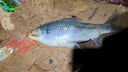 小鳳仙魚(yú)線(xiàn)魚(yú)鉤魚(yú)漂套裝新手5件全套高靈敏子線(xiàn)雙鉤主線(xiàn)野釣魚(yú)鉤線(xiàn)浮漂4.5M桿長(cháng)套裝 野釣鯽鯉綜合魚(yú)2線(xiàn)組+1漂+10付魚(yú)鉤+1收納盒 曬單實(shí)拍圖