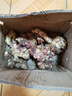 農多鮮 云南小黃姜 新鮮蔬菜現挖現發(fā)調味料火鍋食材 產(chǎn)地直供 優(yōu)選小黃姜2斤 云南小黃姜 曬單實(shí)拍圖