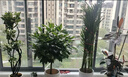 大型盆栽各種植物發(fā)財樹(shù)金錢(qián)樹(shù)綠蘿慶典喬遷盆景綠植辦公室內客廳 造型鴨腳木1.2-1.4米【聚寶盆】 含盆 曬單實(shí)拍圖
