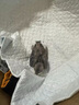 燕子食物幼鳥多種維生素蟲子灰燕鵙鸻鳳頭雨燕科幼崽吃的專用飼料 500g 1袋 【小燕子愛吃】 曬單實拍圖