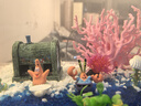 寵小帥魚(yú)缸底砂造景沙子裝飾石頭溪流缸底沙南美缸底沙天然石砂鋪底砂石 水晶透藍珠 3斤 曬單實(shí)拍圖