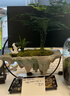 OIMG懸浮倒山文竹米竹綠植擺件盆栽景觀(guān)辦公室內玄關(guān)客廳桌面凈化空氣 鐵藝懸空祥云倒山（淺灰）-文竹 帶盆栽好 曬單實(shí)拍圖
