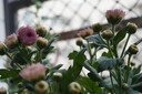 索尼（SONY）ZV-E10K 新升級標準鏡頭套裝 白色 新套機鏡頭E PZ 16-50mm F3.5-5.6 OSS II 曬單實拍圖