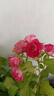 海蒂的花園旗艦店月季花苗花卉盆栽果汁陽(yáng)臺小苗爬藤植物帶花苞 胭脂扣15cm盆 含盆 曬單實(shí)拍圖