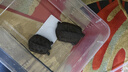 【燒烤季】韓式泡菜風(fēng)味烤牛肉200g 曬單實(shí)拍圖