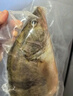 仙泉湖三去桂花魚(yú)400g/條凈膛冷凍鱖魚(yú)無(wú)細刺海鮮水產(chǎn)中秋食材 曬單實(shí)拍圖