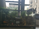 西游水族烏龜缸超白玻璃生態(tài)造景龜魚(yú)缸一體混養生態(tài)缸客廳專(zhuān)用家用飼養缸 60雨林豪華全套【缸+做好成品發(fā)貨+設備】 曬單實(shí)拍圖