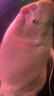 海豚招財魚(yú)專(zhuān)用飼料720g戰船魚(yú)地圖魚(yú)通用魚(yú)食大型熱帶魚(yú)魚(yú)糧大顆粒 曬單實(shí)拍圖