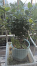 修正花樂多*磷酸二氫鉀花肥料葉面肥養(yǎng)花種菜果樹專用磷鉀水溶肥500g 曬單實(shí)拍圖