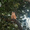 啄木鳥(niǎo)（TUCANO）毛線(xiàn)帽女士帽子冬季加絨保暖帽子女加厚護耳冬帽女款針織帽防寒 曬單實(shí)拍圖