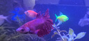 【泰國(guó)進(jìn)口精品斗魚(yú)】觀賞魚(yú)苗金魚(yú)熱帶好養(yǎng)耐活體淡水半月婚紗魚(yú) S級(jí)*紅色公下單送魚(yú)食 曬單實(shí)拍圖