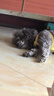 ROCCO&ROXIE 貓犬輔心片 寵物狗狗貓咪輔酶Q10保護心臟健康 100g 曬單實(shí)拍圖