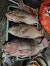 臻佑（Grsaed）釣魚(yú)傘包漁具包防水耐磨可折疊1.45米竿包魚(yú)桿袋傘袋傘包魚(yú)竿包 曬單實(shí)拍圖