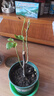 稀有三角梅新品四季開(kāi)花幼苗盆栽陽(yáng)臺好養花 印度畫(huà)報【包對版成活+肥料】 八年生枝條扦插成活【花開(kāi)滿(mǎn)樹(shù)】 曬單實(shí)拍圖