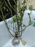 臨雅薔薇花苗藤本月季特大花樹(shù)庭院爬藤植物花卉盆栽陽(yáng)臺玫瑰四季開(kāi)花 瑪格麗特王妃（大花四季） 升級爬藤款 曬單實(shí)拍圖