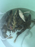 化氏（HUA）鋼彈2號(hào)3號(hào)濃香型野釣競(jìng)技鯽魚鯉魚魴魚餌料秋冬四季魚餌釣魚餌料 化氏246號(hào)-釣鯽套餐 曬單實(shí)拍圖