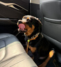 雙血統(tǒng)羅威納犬幼犬純種護主護衛(wèi)德系美系杜賓犬寵物狗狗活體幼崽 寵物級 血統(tǒng)級(預定)發(fā)貨前補尾款 曬單實拍圖