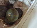 佳農 山東貝貝南瓜凈重4.5斤4-8頭單果約300g+香甜爆粉源頭直發(fā) 曬單實(shí)拍圖