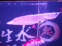 瀚幻七彩銀龍魚熱帶魚印尼紅龍魚活魚超血紅龍觀賞魚辣椒紅龍魚血統(tǒng) 幻彩銀龍 31-33cm磷框紅順豐 曬單實(shí)拍圖