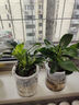 花翁金鉆盆栽室內植物耐陰花卉綠植源頭直發(fā) 3棵高20cm+早安盆 2盆 曬單實(shí)拍圖