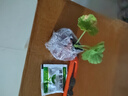 天竺葵盆栽花苗四季開(kāi)花不斷洋繡球苗室內陽(yáng)臺好養的花顏色隨機 3.中國紅【原盆發(fā)貨買(mǎi)3送1】送肥 帶盆栽好 曬單實(shí)拍圖