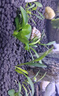 尼特利 NETLEA水草泥魚(yú)缸凈水營(yíng)養土水族養魚(yú)水藻泥免水洗種植土草缸陶粒底砂 蘭保新配方易用版-9L/袋 曬單實(shí)拍圖