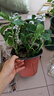 繡球花苗無(wú)盡夏帶花苞四季開(kāi)花繡球花盆栽庭院好養花卉植物室內花 無(wú)盡夏【大花繡球-無(wú)盡星河】 中苗【當年開(kāi)花】原盆寬15cm高30cm冠25cm 曬單實(shí)拍圖