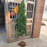 鼎曳庭院柏樹(shù)苗塔柏側柏龍柏行道風(fēng)景樹(shù)苗工程綠化喬木四季常青 塔柏【1.5米高】 曬單實(shí)拍圖