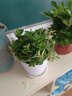 四季常青金魚(yú)花吊蘭盆栽室內綠植花卉多肉植物發(fā)財樹(shù)好養易活客廳 金魚(yú)吊蘭21-29棵+白螺紋盆 曬單實(shí)拍圖