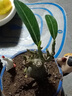 重瓣沙漠玫瑰盆栽花苗老樁植物四季花卉綠室內(nèi)陽臺(tái)小盆景好養(yǎng)易活 精品紅色8年苗【發(fā)兩盆】原盆原土【當(dāng)年開花爆盆+肥 曬單實(shí)拍圖